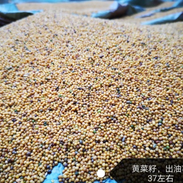 优质油菜籽