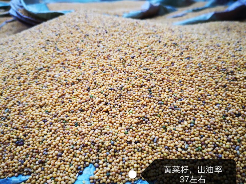 优质油菜籽