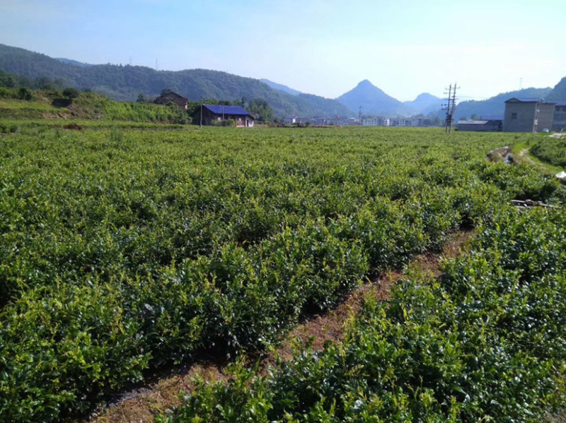 高山莓茶清明茶礼品装-湘西特产