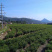 高山莓茶清明茶礼品装-湘西特产