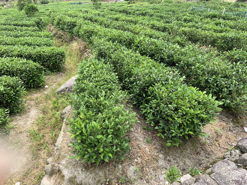 2025新茶遂川狗牯脑绿茶浓郁香型