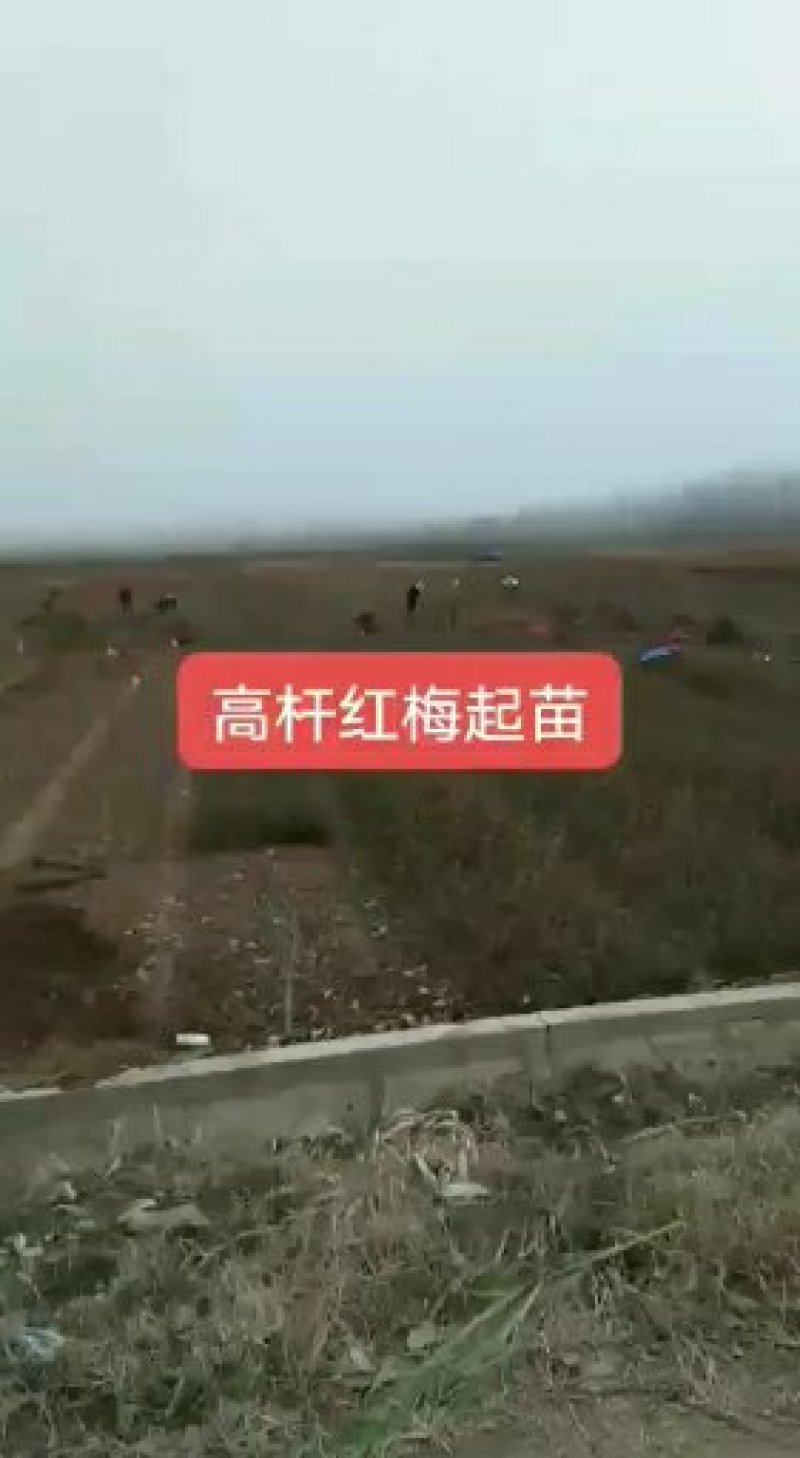 红梅，绿梅，宫粉，龙游，自家基地一手货源量大从优