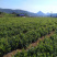 高山莓茶湘西莓茶长寿藤茶养生茶