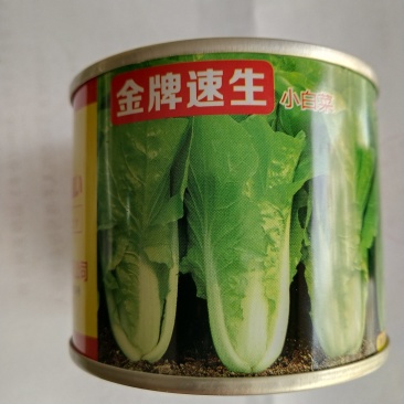 快菜小白菜种子金牌速生快菜四季可播种蔬菜种子