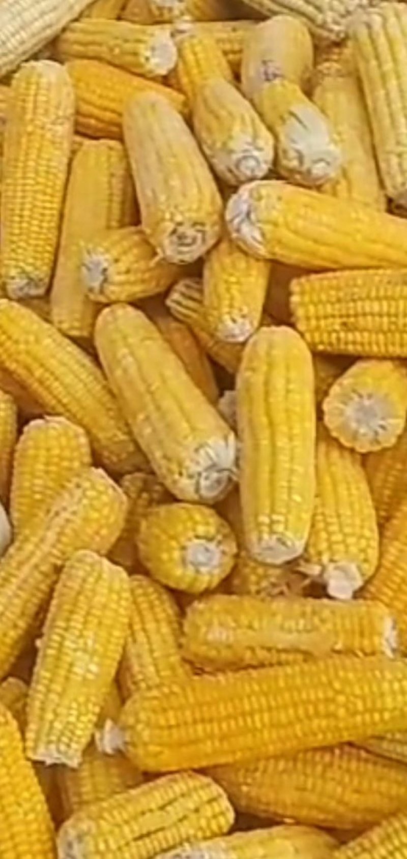粘玉米