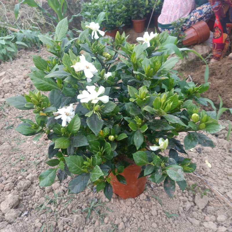 含苞待放的桅子花在火爆的招聘中
