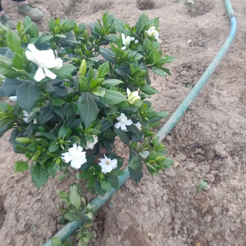 含苞待放的桅子花在火爆的招聘中