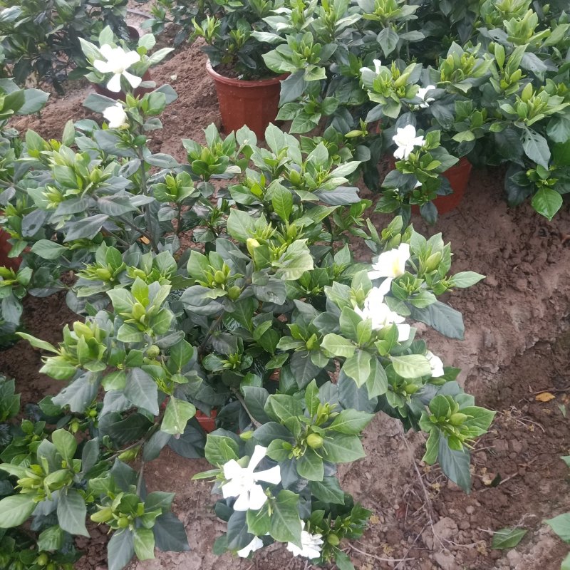 含苞待放的桅子花在火爆的招聘中