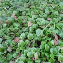 鹿衔草又名鹿含草，东北产地直销，有量你就来，实力代购6月