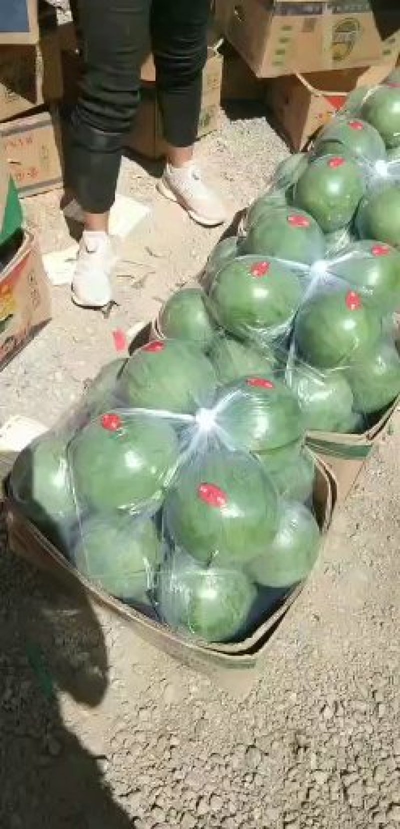 宁夏沙漠小西瓜