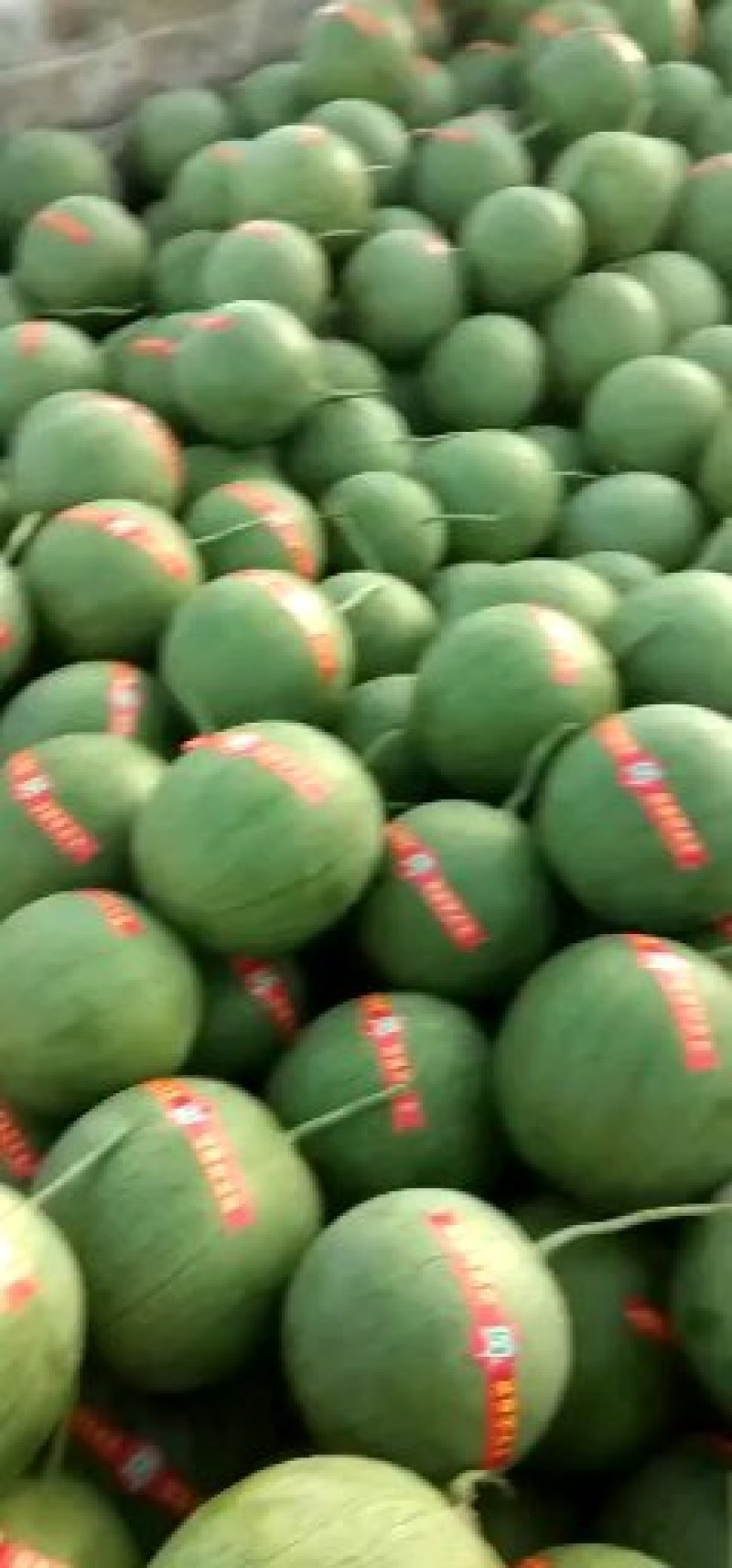 宁夏沙漠小吊瓜