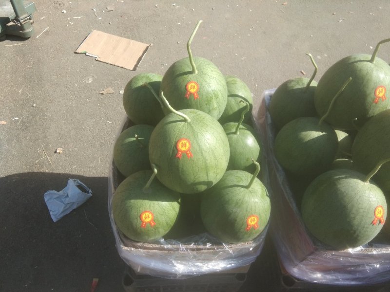宁夏沙漠小吊瓜