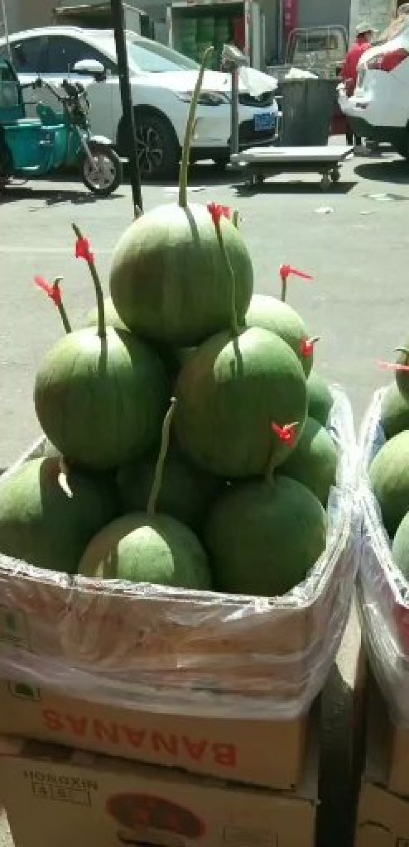 宁夏沙漠小吊瓜