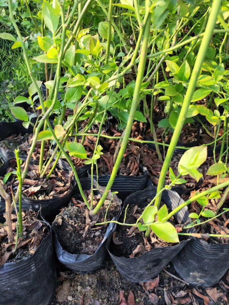 休伦蓝莓苗，布里吉塔蓝莓苗，珠宝蓝莓苗，提供种植技术