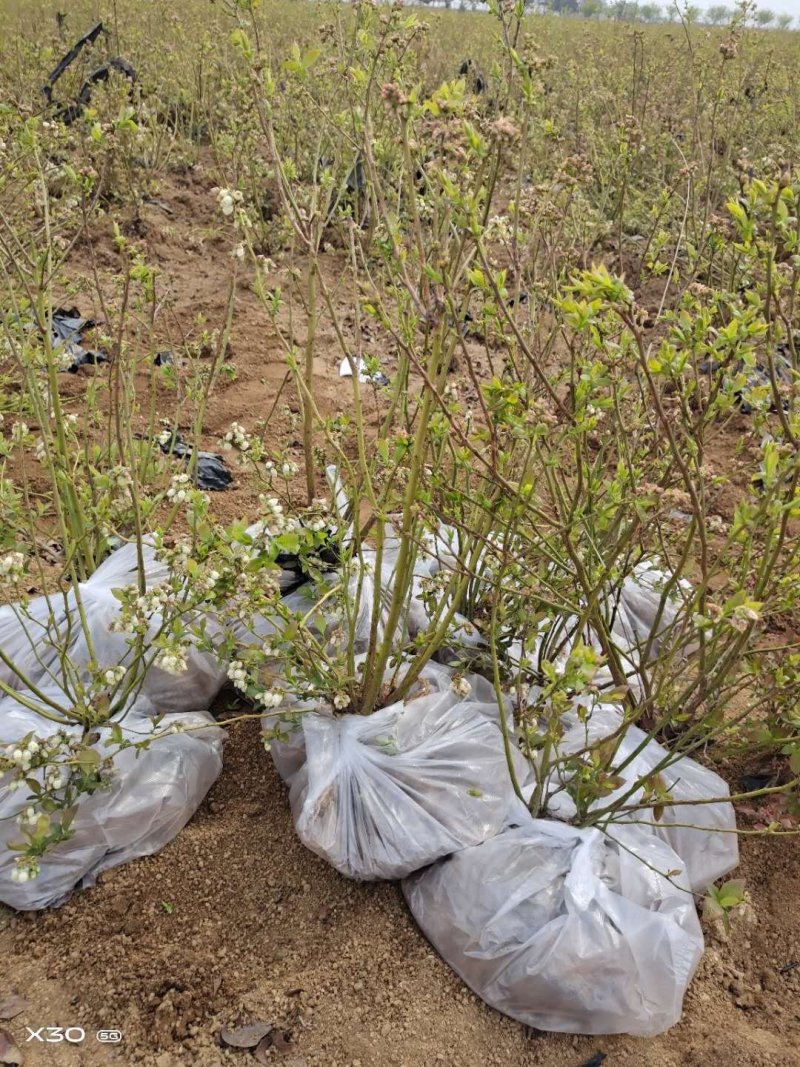 休伦蓝莓苗，布里吉塔蓝莓苗，珠宝蓝莓苗，提供种植技术