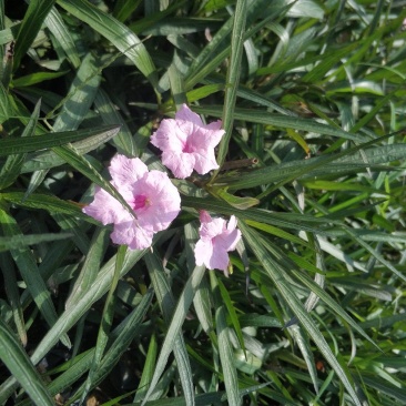 翠芦莉小苗基地直销量大从优
