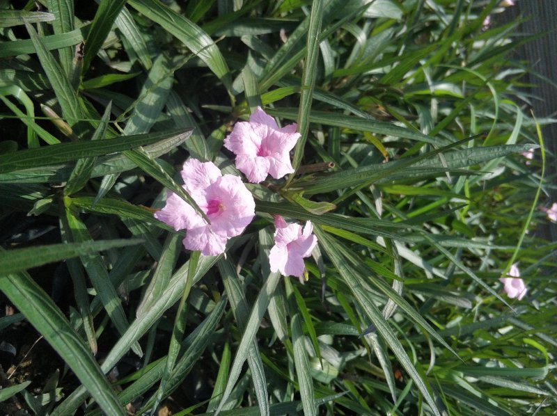 翠芦莉小苗基地直销量大从优