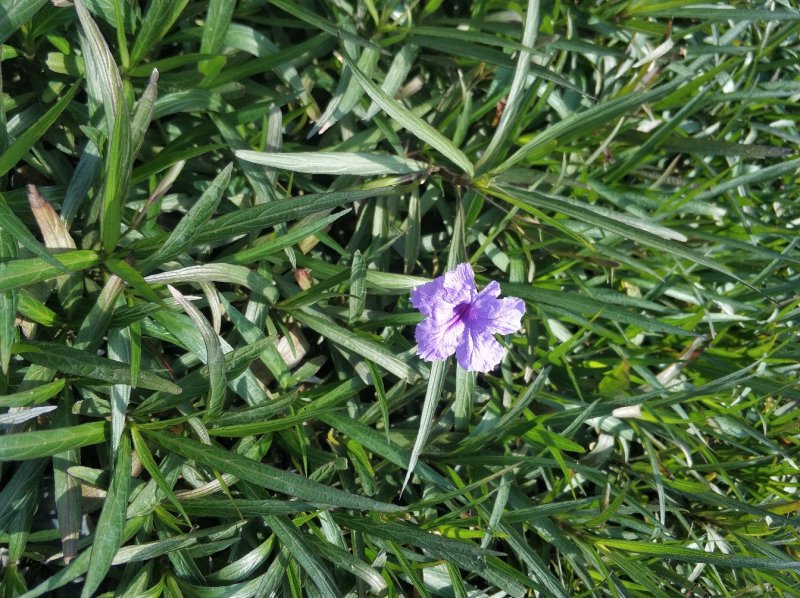翠芦莉小苗基地直销量大从优