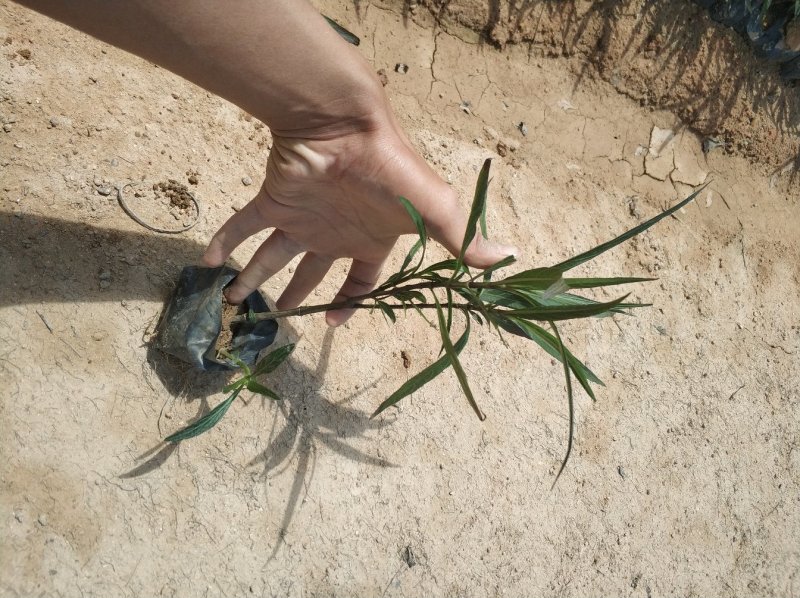 翠芦莉小苗基地直销量大从优