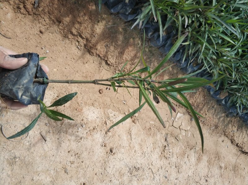 翠芦莉小苗基地直销量大从优