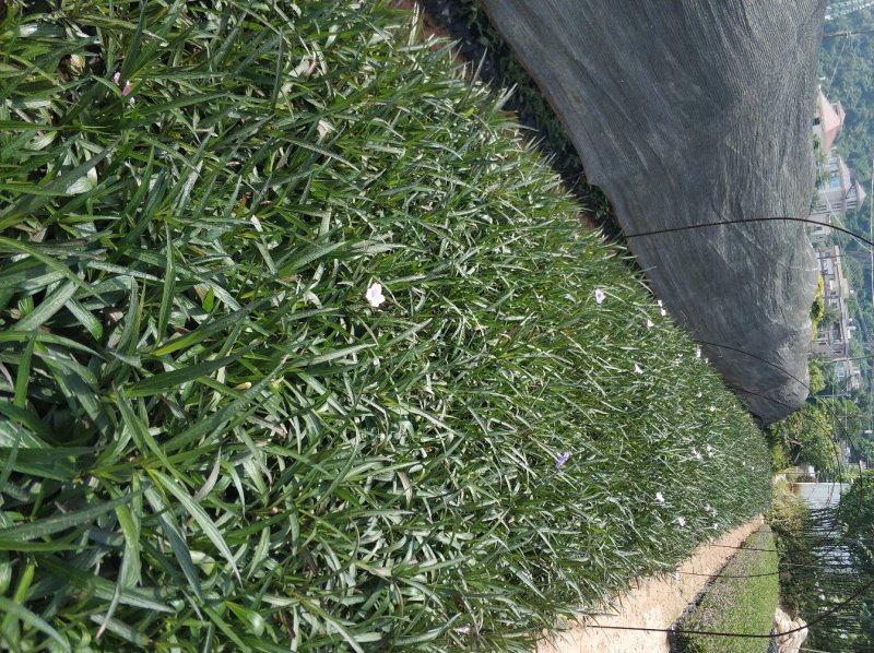 翠芦莉小苗基地直销量大从优