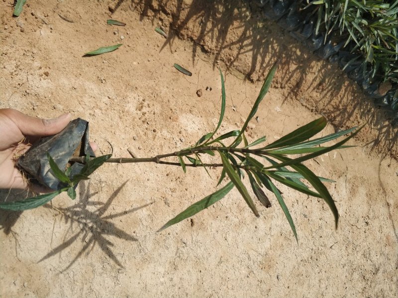 翠芦莉小苗基地直销量大从优