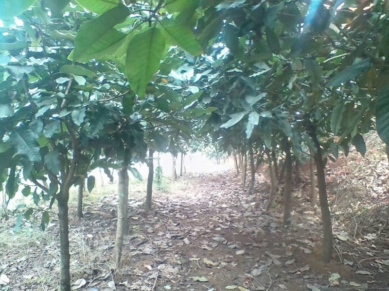 城镇街道绿化专用山玉兰