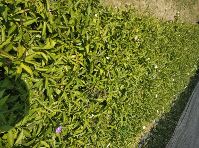 鸳鸯茉莉小苗基地直销量大从优