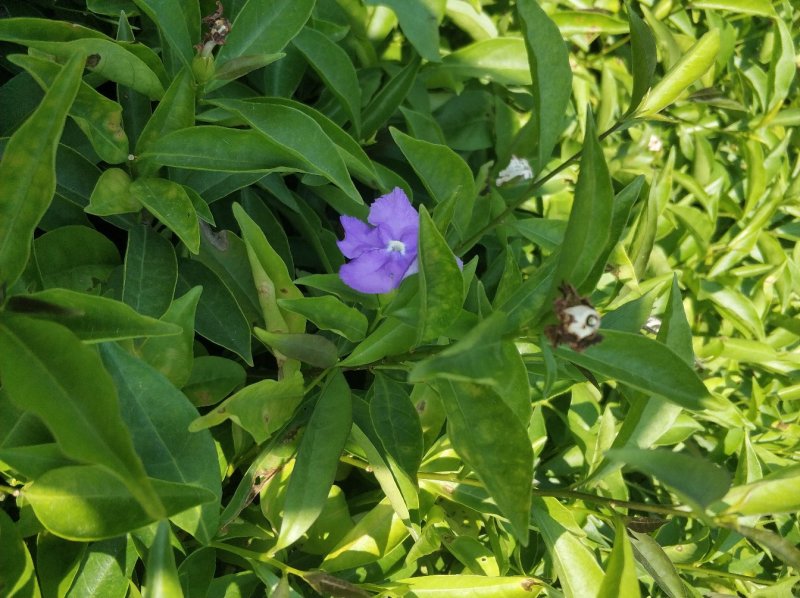 鸳鸯茉莉小苗基地直销量大从优
