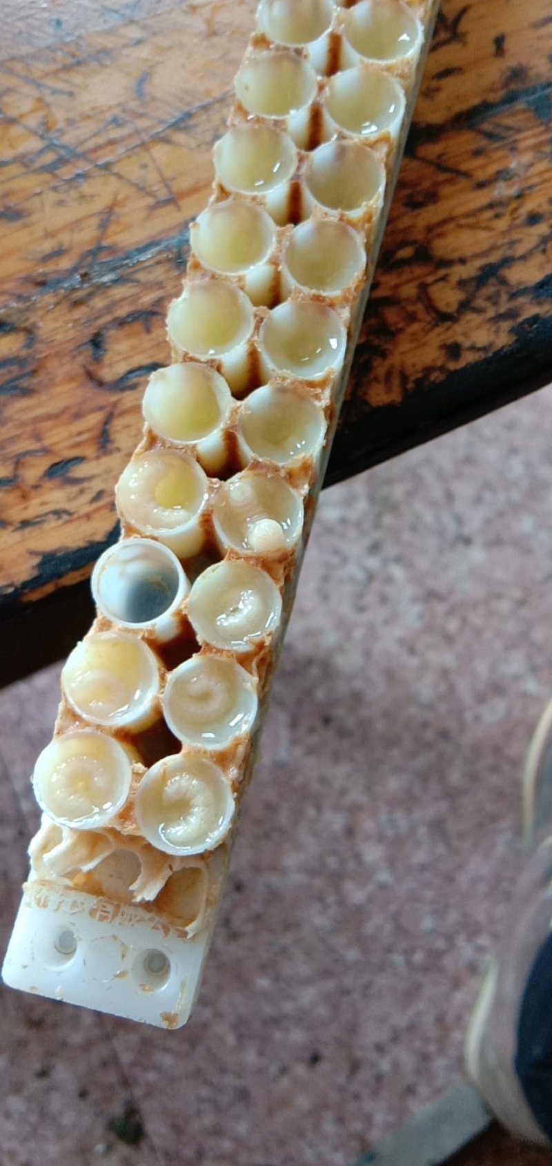 蜂皇浆