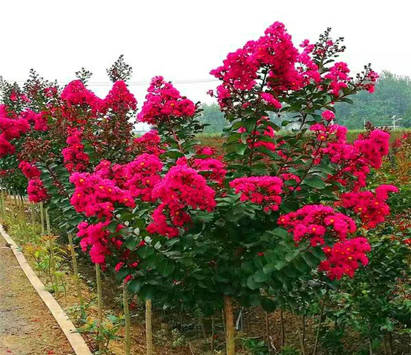 紫雏菊盆栽展示