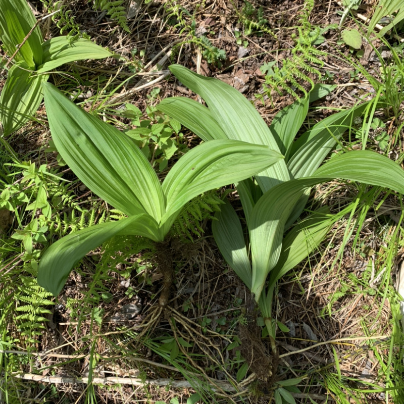 藜芦苗藜芦