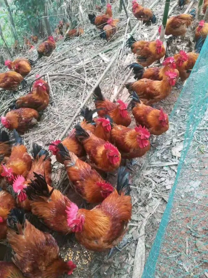 快大青鸡苗红公鸡苗包防疫包运输包技术