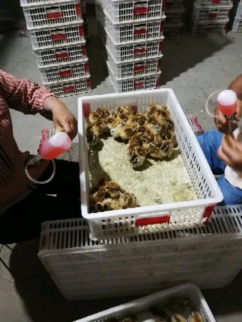 快大青鸡苗红公鸡苗包防疫包运输包技术
