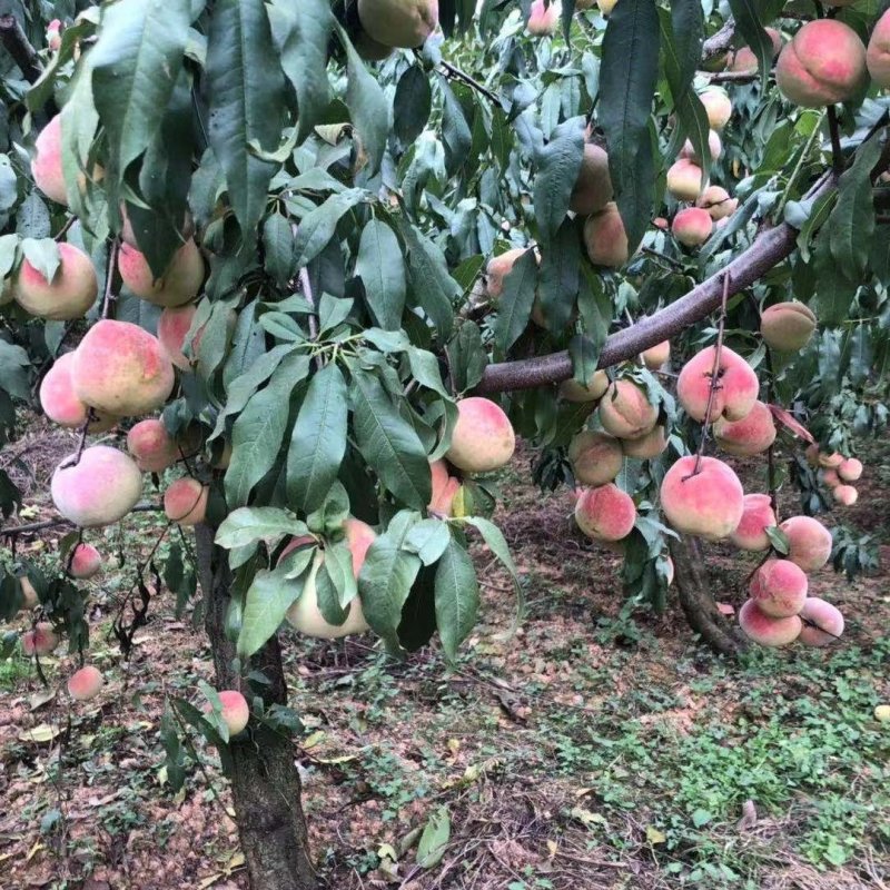 毛桃新鲜水果现货包邮孕妇宝宝时令现摘桃子脆毛桃非阳