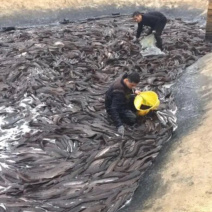 革胡子鲢鱼。自家养殖。量大从优