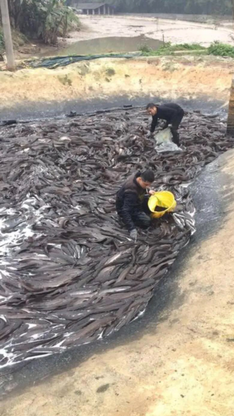 革胡子鲶鱼。自家养殖量大从优请来电***********