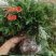 野生艾草苗绿艾苗新鲜当天现挖