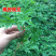 野生艾草苗绿艾苗新鲜当天现挖