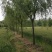 垂柳大量供应米径10-20CM价格优惠绿化苗木全冠苗
