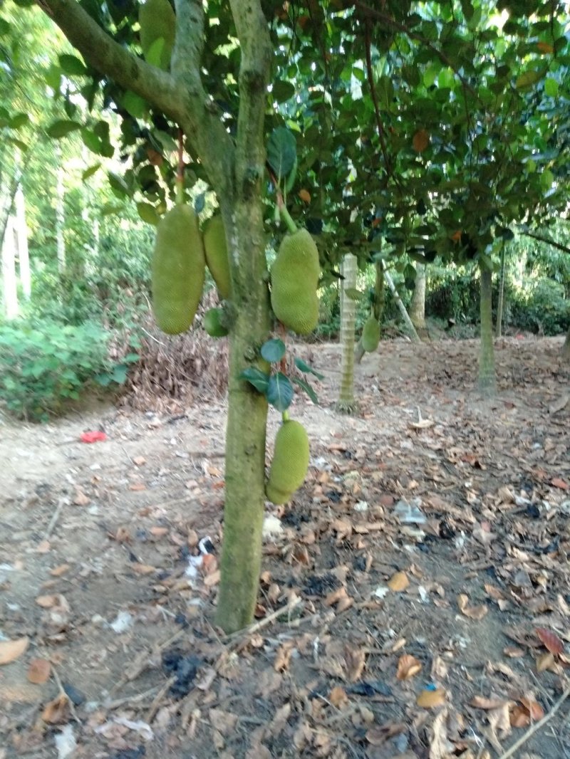管售后……货真价实……果园现摘/四季可供货