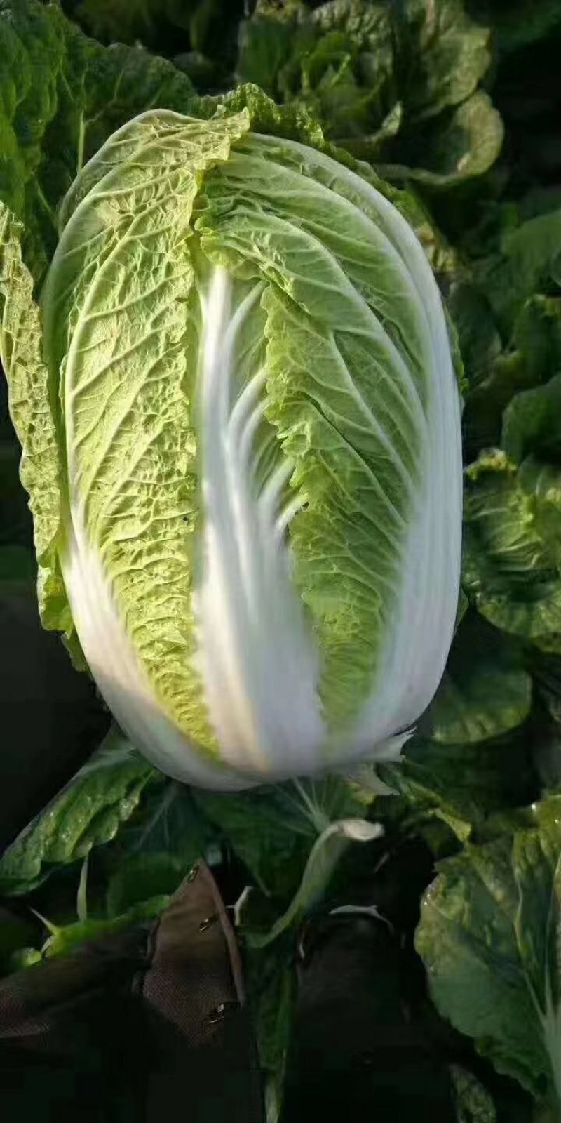 大白菜基地发货鸡腿白菜，量大欢迎来电咨询