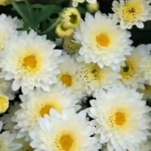 金丝黄菊