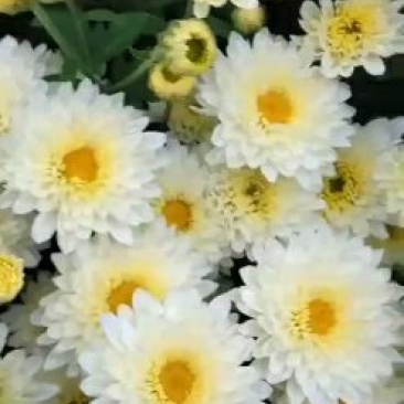 金丝黄菊