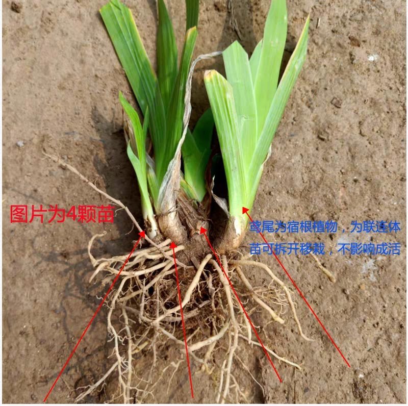 庭院别墅花园植物蓝花鸢尾苗盆栽马兰花苗草本地栽多年生喜阴