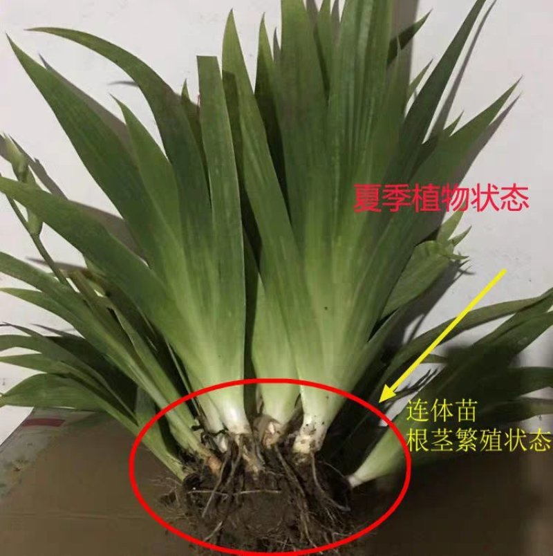 庭院别墅花园植物蓝花鸢尾苗盆栽马兰花苗草本地栽多年生喜阴