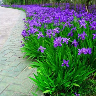 庭院别墅花园植物蓝花鸢尾苗盆栽马兰花苗草本地栽多年生喜阴