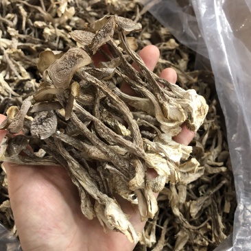 鹿茸菇