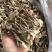 鹿茸菇