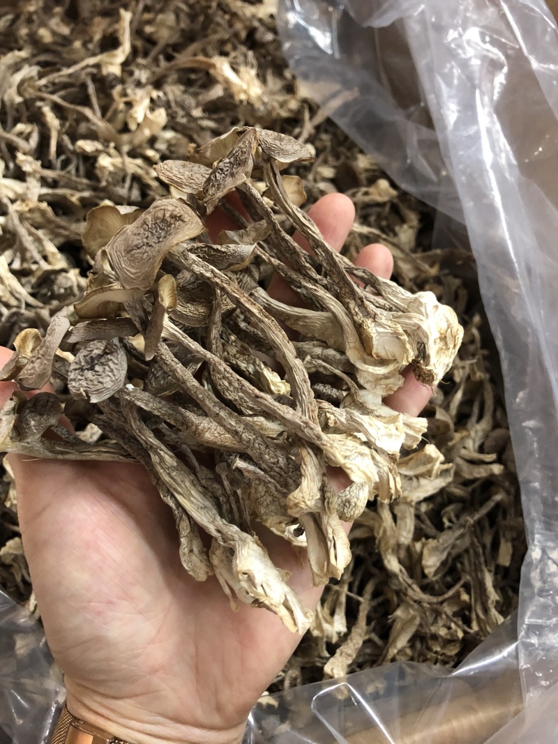 鹿茸菇